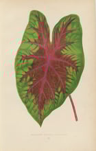 Caladiu Bicolor Splandens Poster Caladiu Bicolor Splandens Poster